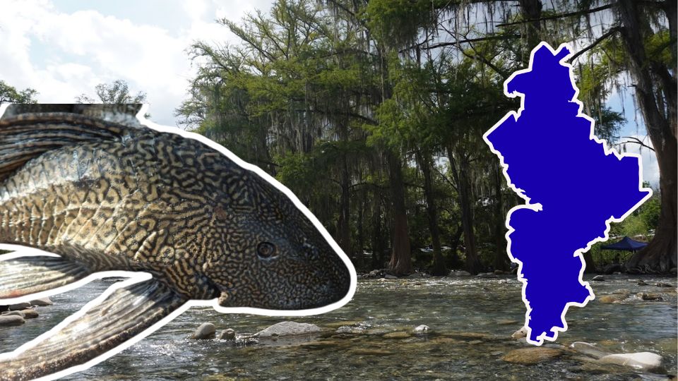 El pez diablo ha sido visto en varios cuerpos de agua de Nuevo León