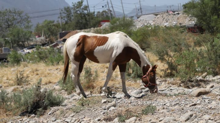 Prohíben a carretoneros de Nuevo León uso de caballos