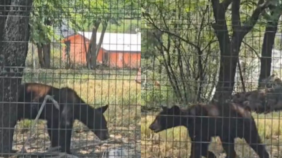 Avistamiento de oso en San Pedro.