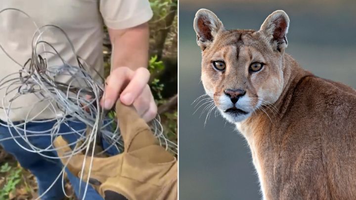 Hallan trampas contra animales colocadas en Parque Nacional Cumbres