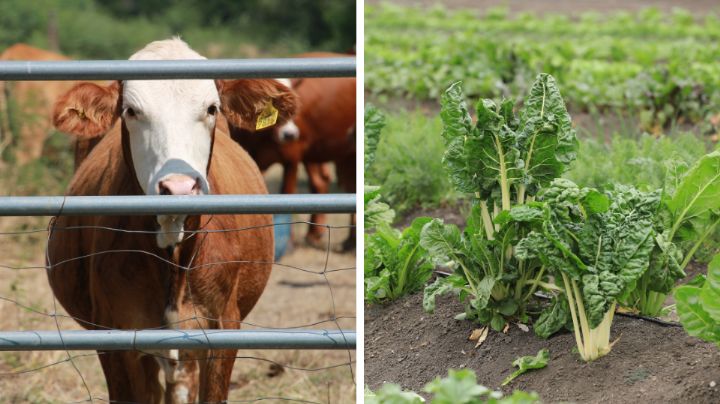 Invertirán Federación y Estado más de 80 mdp para combatir plagas en el campo