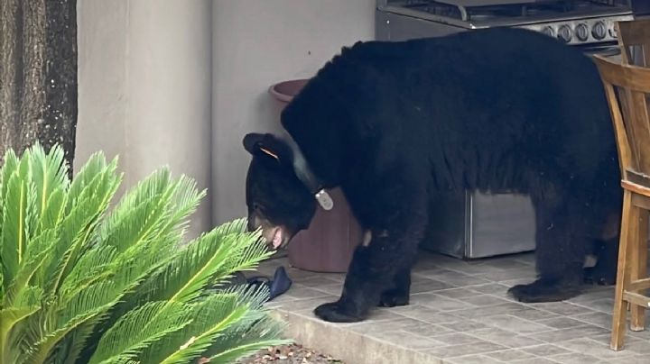 Aumentan los avistamientos de osos y otros animales silvestres en San Pedro