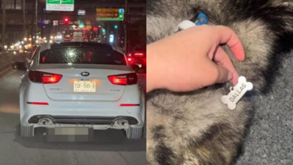 Un testigo se acercó a auxiliar a la perrita.