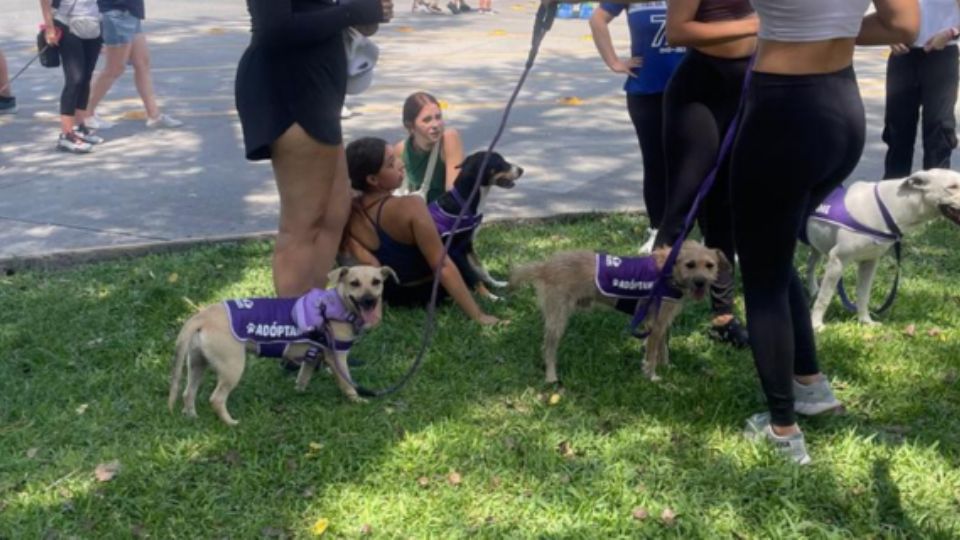 Asociaciones civiles en defensa de perro y gatos.
