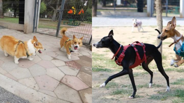 Piden reubicar Parque Canino de San Pedro, ¿A dónde buscan llevarlo?
