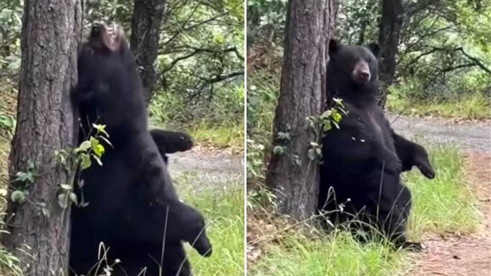 Ciclista capta a oso rascándose en el tronco de un árbol en Chipinque