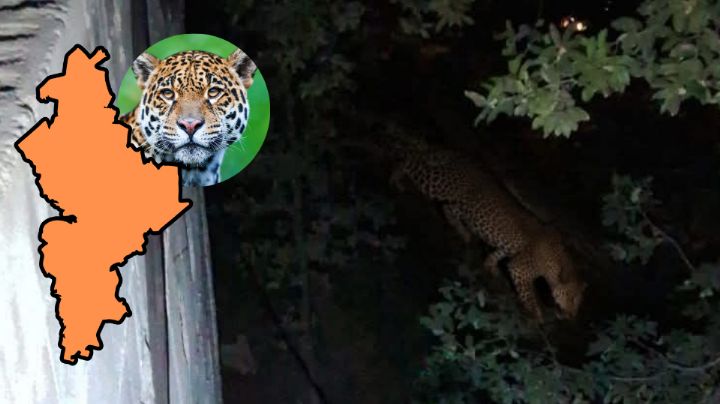 ¿Un jaguar en Nuevo León? Esto sabemos de la foto que ha alertado a usuarios