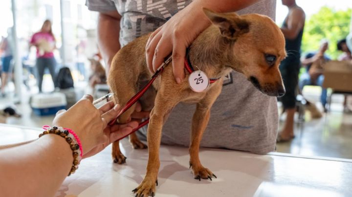 Juárez realiza mega brigada de esterilización a perros y gatos