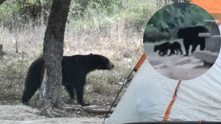 Una mamá osa, sus bebés y el sonido de las chicharras: Video conmueve a Nuevo León