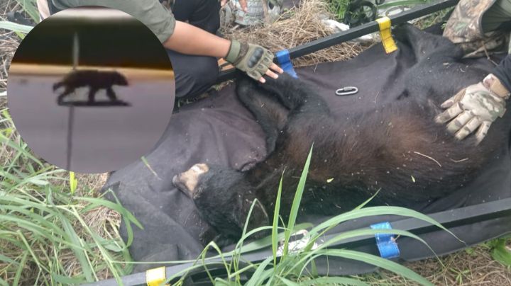 Capturan a oso que 'paseó' en plaza comercial de San Pedro