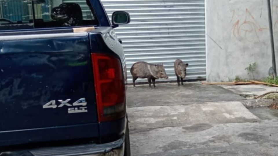 Jabalies en San Nicolás.
