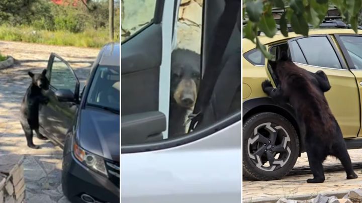 VIDEO: Oso abre puertas de autos y provoca divertida reacción de jóvenes regios en Arteaga