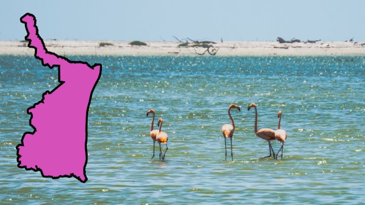 ¡Qué sorpresa! Aparecen flamencos en aguas de Altamira, Tamaulipas