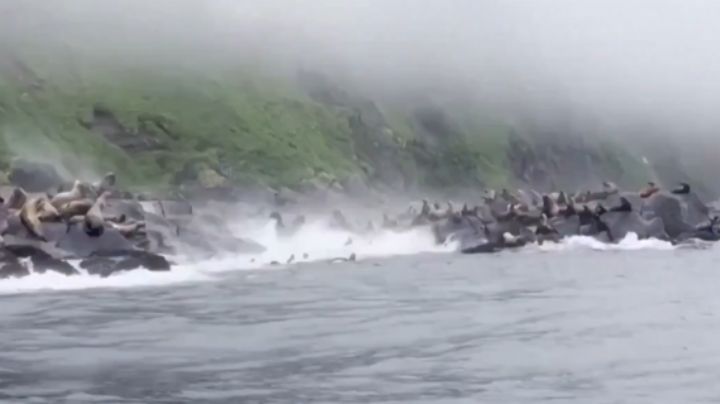 Leones marinos saltan al agua en pleno sismo de 8.8 en Rusia