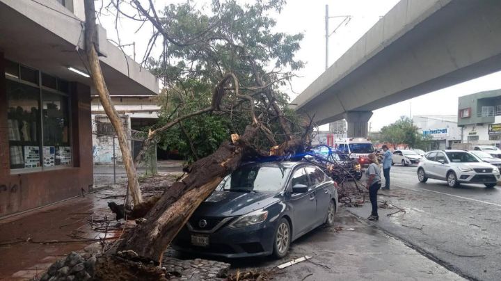 Fuerte lluvia y viento derriban árbol y cables en Monterrey