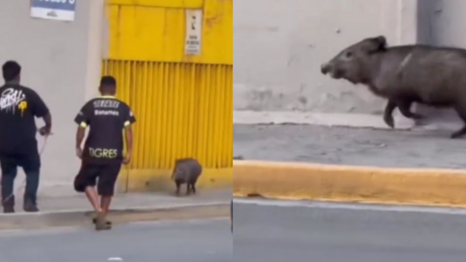 Jabalí siendo perseguido.