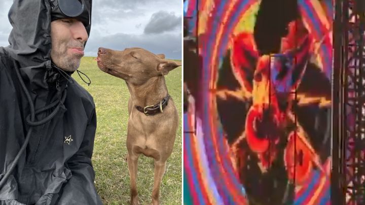 Buttons: La perrita de Liam Gallagher que causa ternura en los conciertos de Oasis