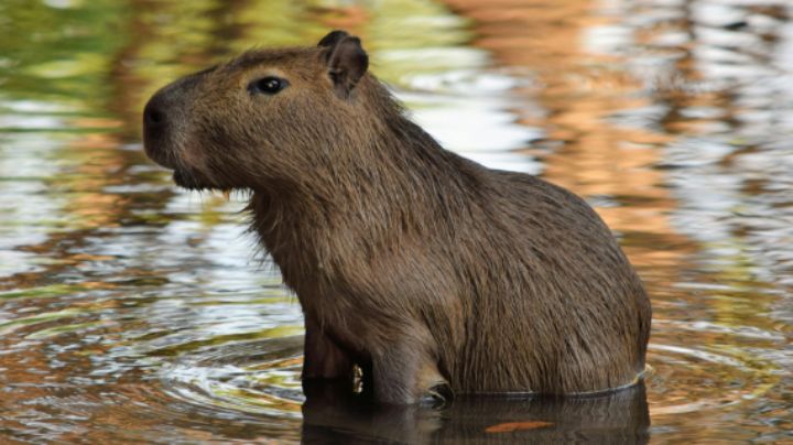 ¿Por qué todos aman a los capibaras? Así se ganaron su lugar en internet