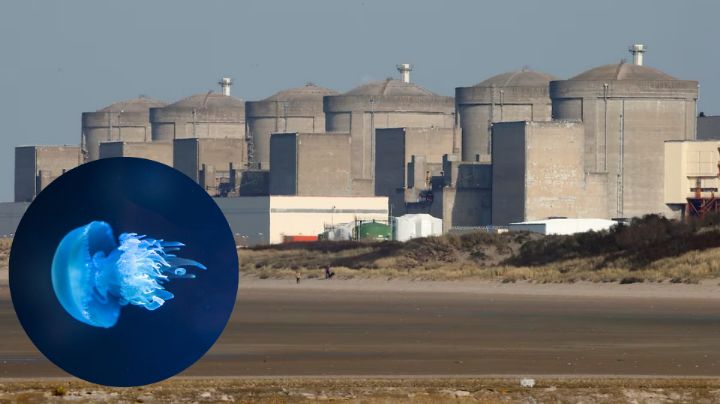 Enjambre de medusas detiene operaciones de central nuclear en Francia