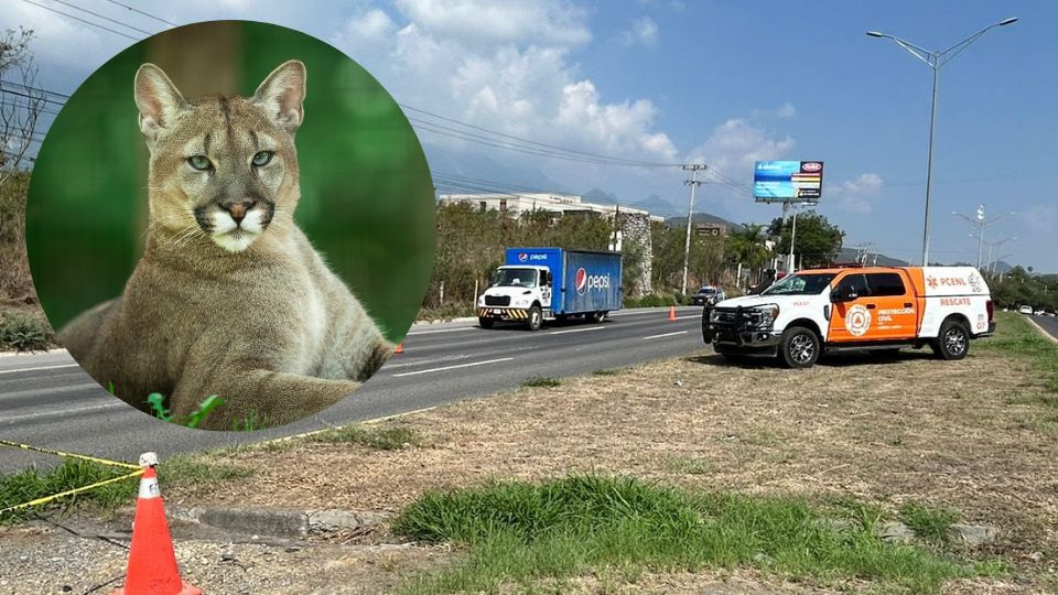 Puma es atropellado en la Carretera Nacional | Facebook / Protección Civil de Nuevo León