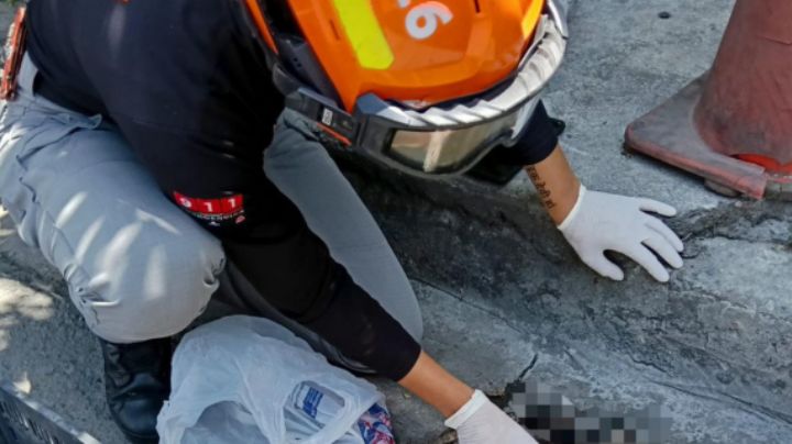 Tlacuache muere atropellada junto a 2 de sus crías en Monterrey