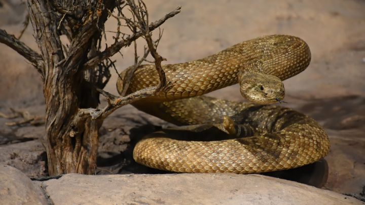 Muere senderista al ser mordido por serpiente que intentó levantar en Tennessee