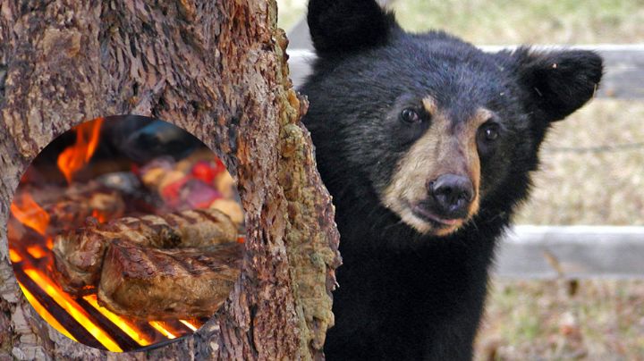 No se hizo la carnita asada: Oso roba cena a familia en Bustamante, Nuevo León
