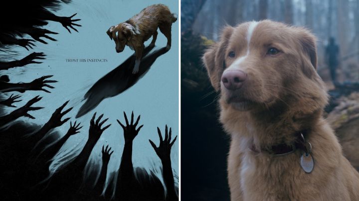 Good Boy: Mira el tráiler de la esperada película de terror del perro que ve fantasmas