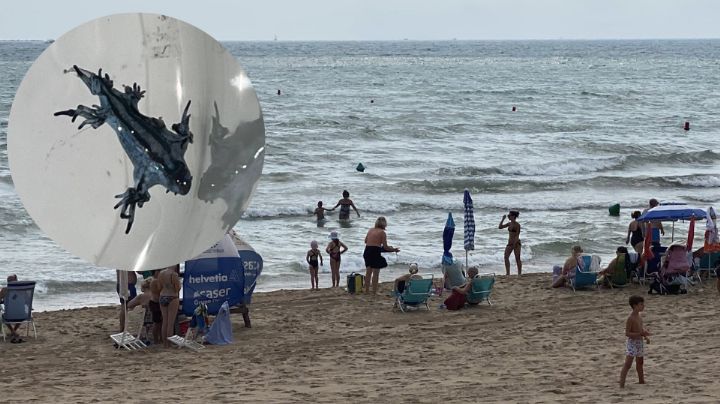 España cierra playas por aparición de misteriosa especie marina