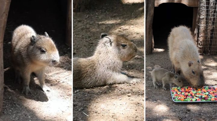 Bebé capibara nace en Bioparque Estrella; fotos enternecen las redes