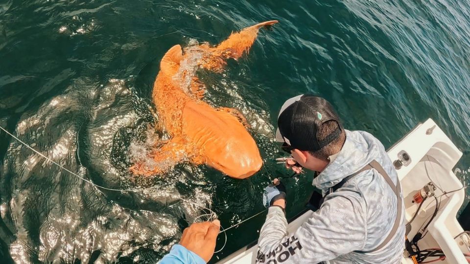 Tiburón color naranja es descubierto en Costa Rica | Facebook / Parismina Domus Dei