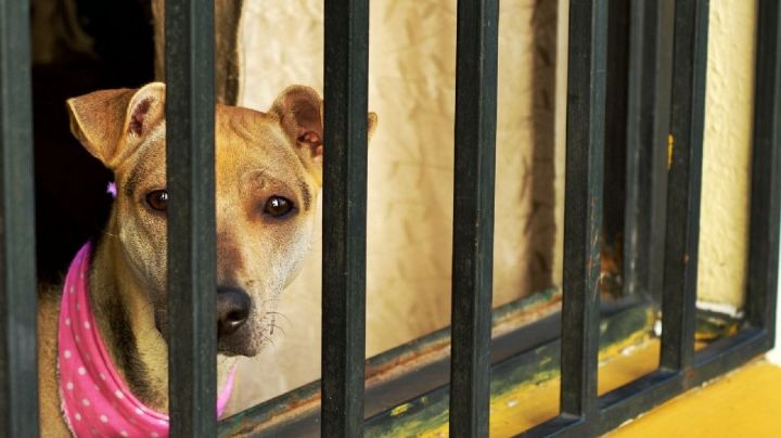 Aumentan 27% denuncias por maltrato animal durante este año
