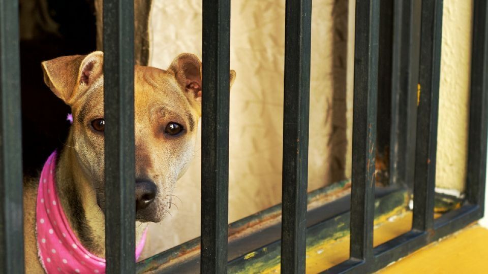 Nuevo León investiga y combate las denuncias por maltrato animal.
