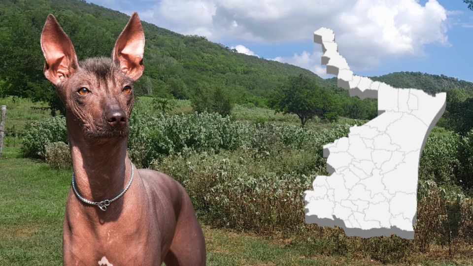 Captan a xolo en sierra de Tamaulipas | Facebook / Asociación Tamaulipeca de Antigüedades y Coleccionistas