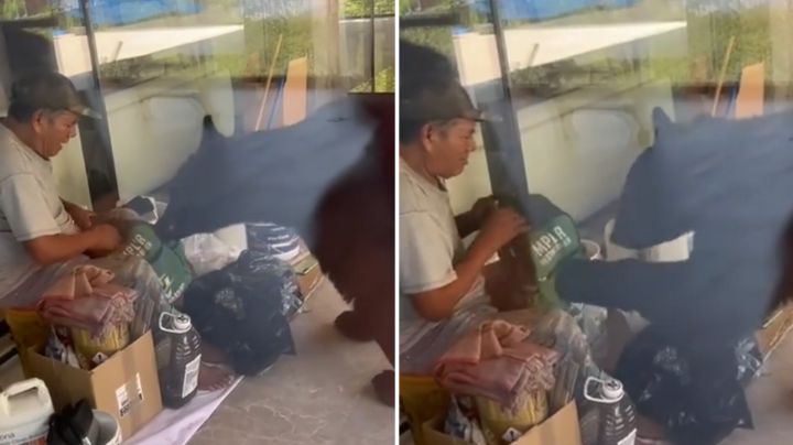 ‘¡Ya dásela!’: Trabajador y oso pelean por mochila en construcción de Monterrey