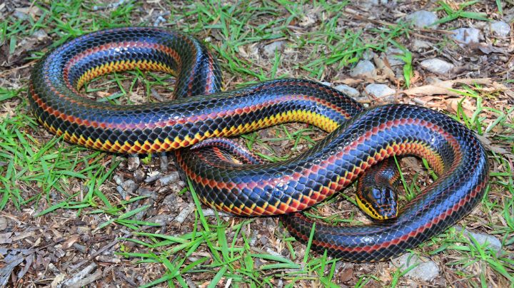 Biólogos buscan rara serpiente arcoíris que se creía extinta; piden reportar avistamientos
