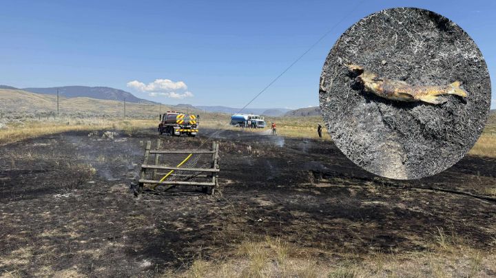 Pez cae del cielo y provoca apagón e incendio forestal en Canadá: ¿Cómo sucedió?