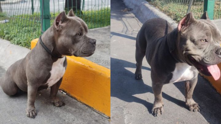 Buscan vender a perrita a través de Facebook pese a que está prohibido legalmente en NL
