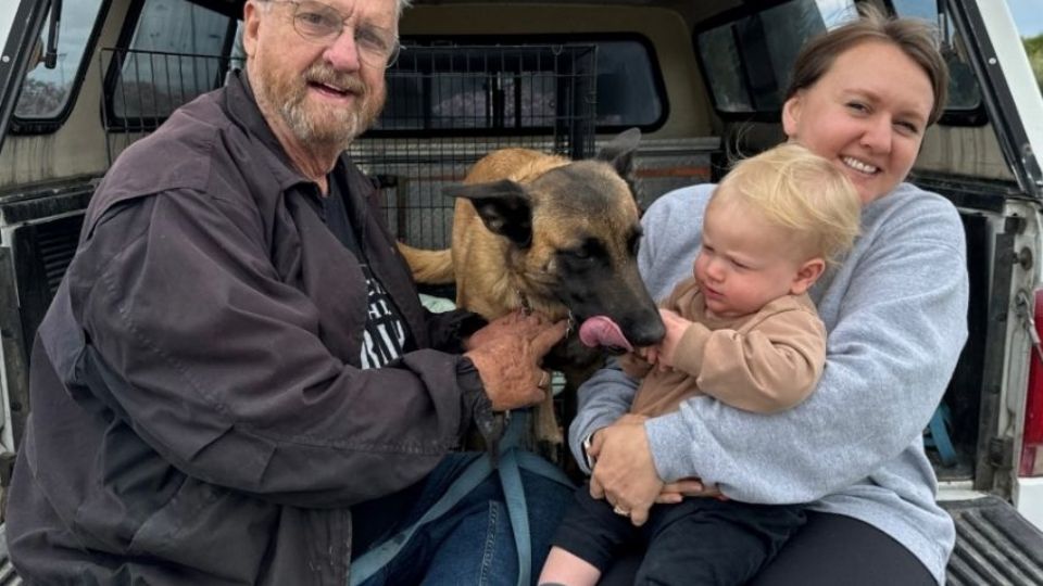 Hombre recibe 500 picaduras de abejas asesinas por salvar a su perro en México