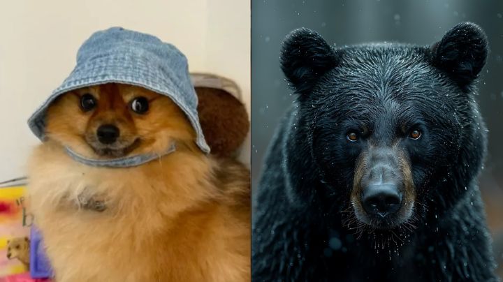 VIDEO: Valiente perrito ahuyenta a un oso que invadió una casa en Canadá