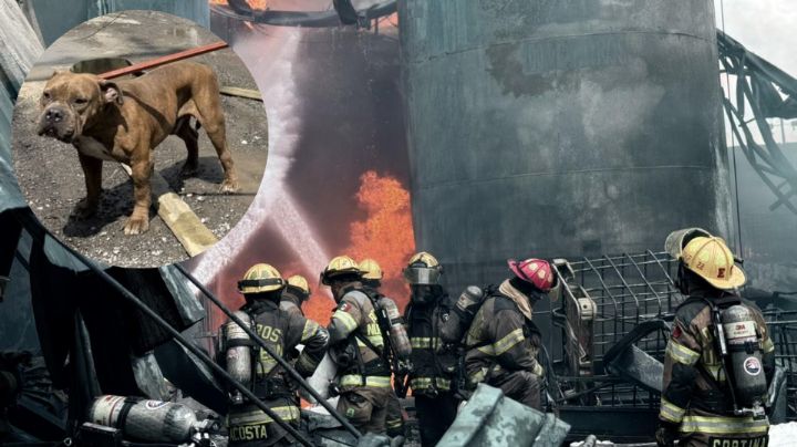 Rescatan a perrito de incendio en fábrica de Escobedo