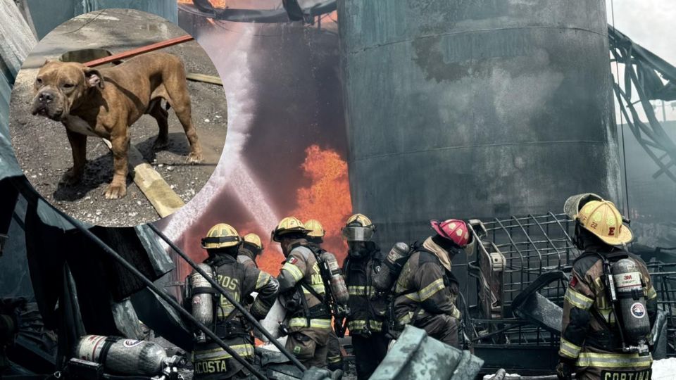 Perrito rescatado en incendio de empresa en Escobedo