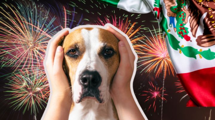 15 de septiembre: cómo cuidar a tu perro del ruido de la pirotecnia según experta
