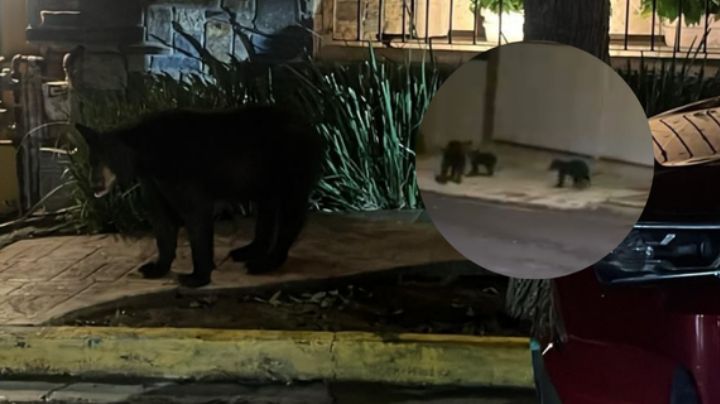 Protección Civil guía a oso y oseznos de regreso a la montaña en San Pedro