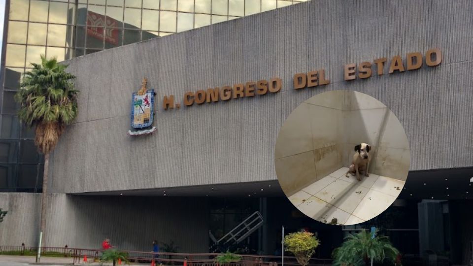 Diputados locales opinaron sobre el manejo del Centro de Bienestar Animal de Santa Catarina.