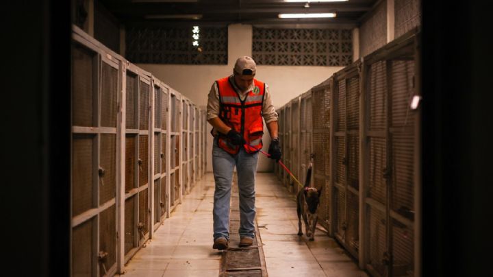 Autoridades buscan hogares para 34 animales tras presunto maltrato en Santa Catarina