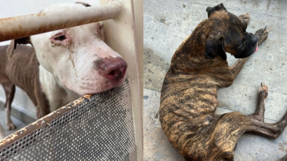 Perros sobrevivientes de maltrato animal.
