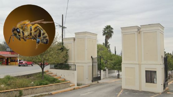 Enjambre de abejas pica a familia durante sepelio en panteón de Montemorelos