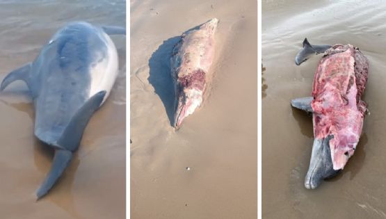 Aparecen delfines muertos en playa Bagdad de Matamoros