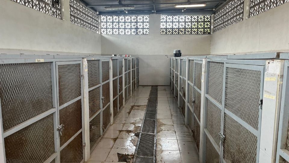 Inician limpieza de albergue de perros en Santa Catarina.